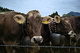 Bernhard Saalfeld - Viehscheid (8v9)